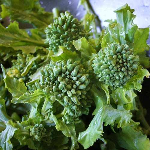 A close up square image of freshly harvested 'Sorrento' rapini.