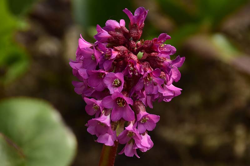 A close up horizontal image of the bright pink flowers of Bergenia 'Sunningdale' pictured growing in the garden on a soft focus background.