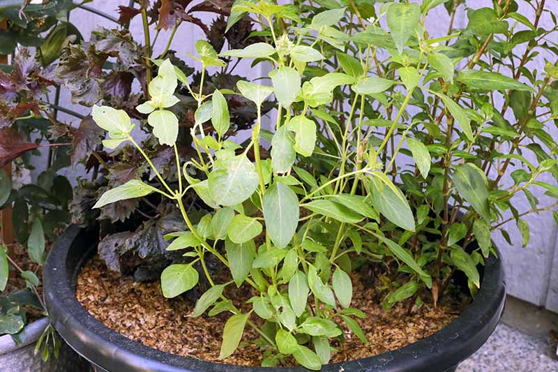 A close up horizontal image of a 'Sweet Dani' lemon basil plant growing in a black plastic container.