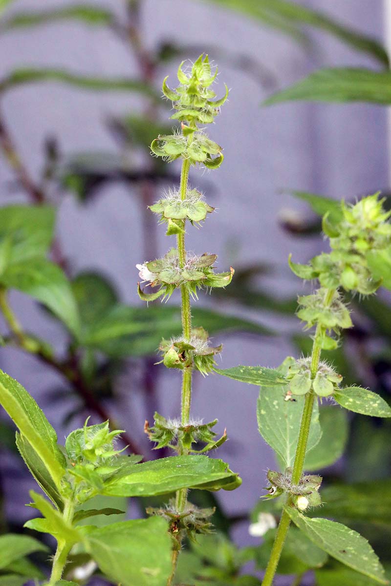 A close up vertical image of the flowers of 'Sweet Dani' lemon basil pictured on a soft focus background.