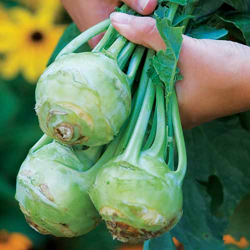 A close up square image of two hands from the top of the frame holding three freshly harvested 'Sweet Vienna' kohlrabi.