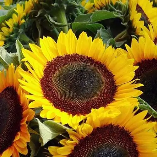 A close up square image of the flowers of Helianthus annuus 'Taiyo.'
