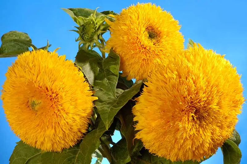 A close up horizontal image of a bunch of teddy bear sunflowers growing in the garden pictured on a blue background.