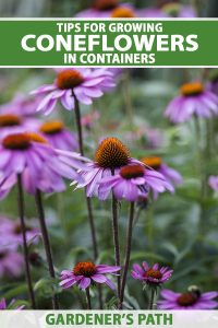 How to Grow Coneflowers in Containers | Gardener’s Path