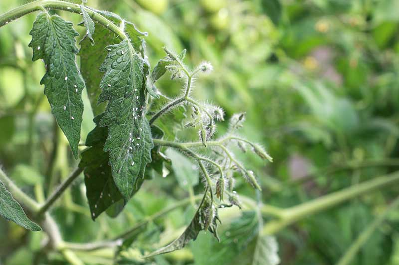A close up horizontal image of a tomato plant infested with pests pictured on a soft focus background.