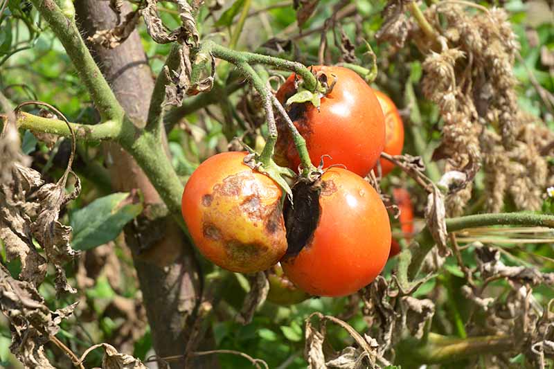 A close up horizontal image of the affects of an infestation by Phytophthora infestans on tomato plants growing in the garden.
