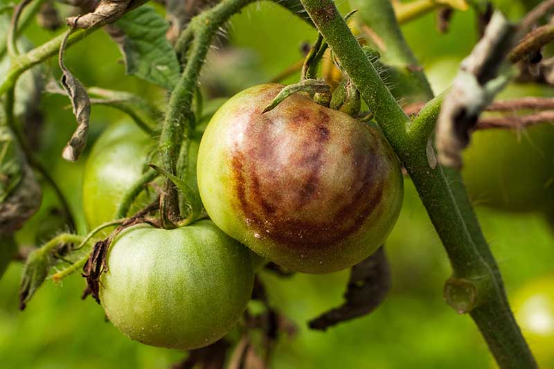 A close up horizontal image of unripe tomatoes that have gone brown as a result of a Phytophthora infestans infection pictured on a soft focus background.