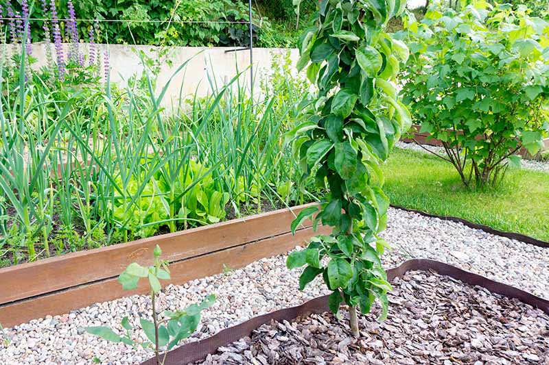 A horizontal image of a line of raised garden beds growing vegetables and a columnar fruit tree, surrounded by gravel pathways.