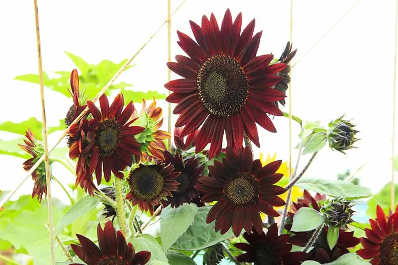 A close up horizontal image of 'Velvet Queen' sunflowers growing in the garden with bamboo supports, pictured in bright sunshine.