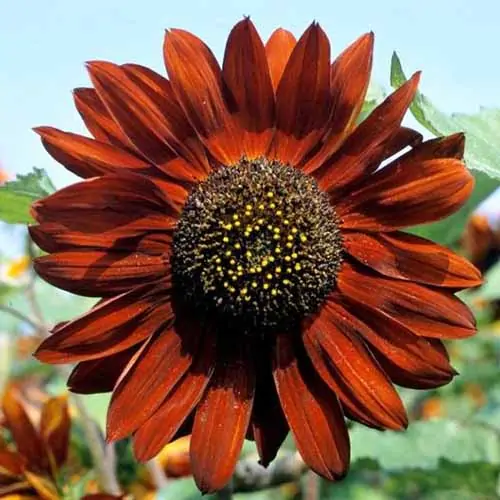A close up square image of a Helianthus annuus 'Velvet Queen' growing in the garden pictured on a soft focus background.