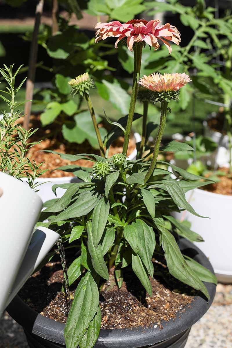 A close up vertical image of a gardener watering the soil of a black container growing echinacea pictured in bright sunshine.