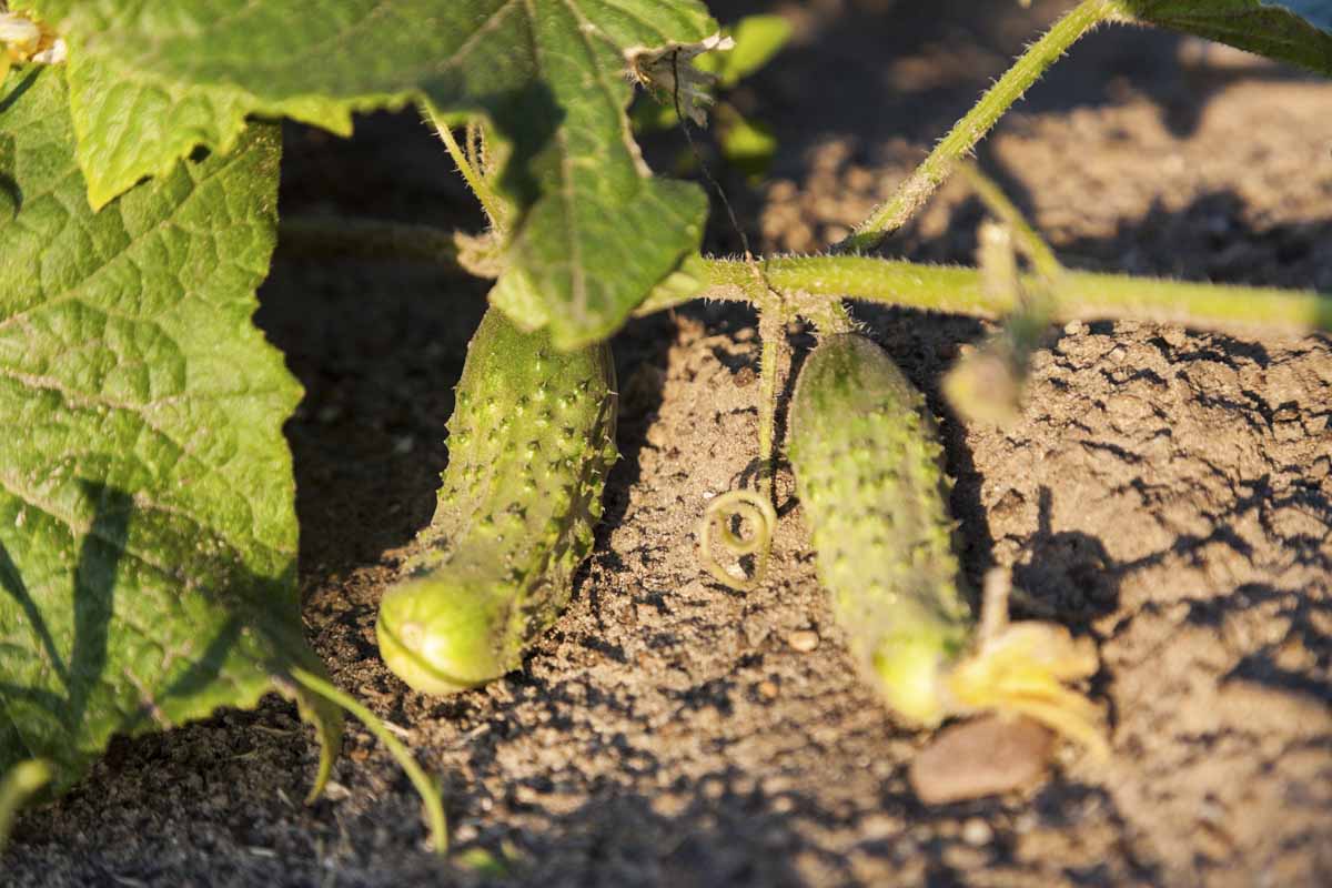 A close up horizontal image of small cucumbers growing in the garden on the vine, pictured in light filtered sunshine.