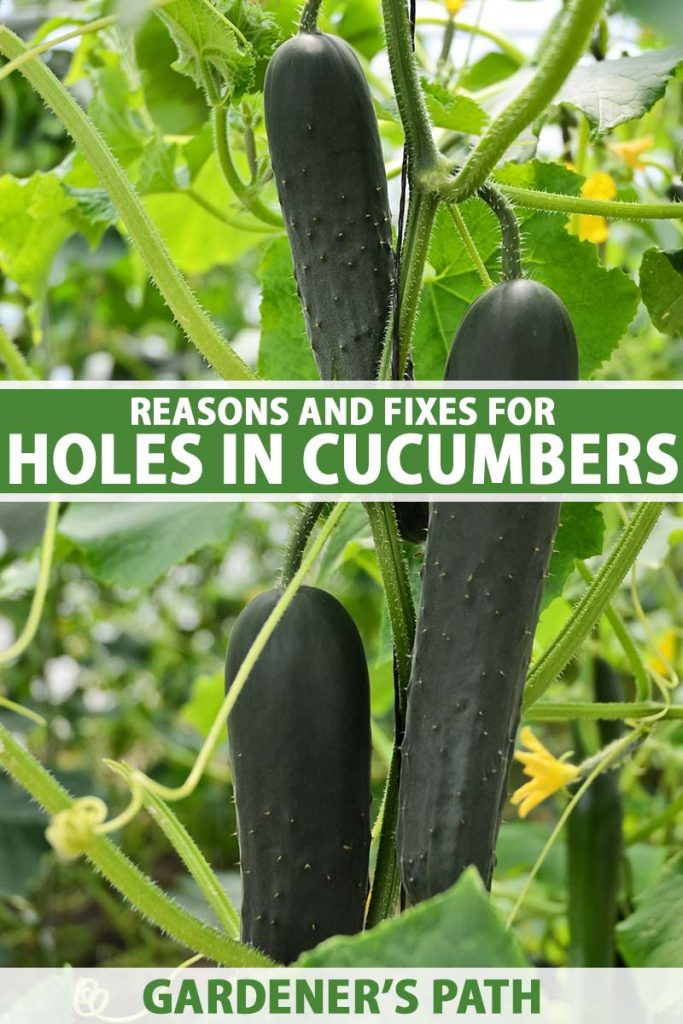 What Causes Holes In Homegrown Cucumbers Gardeners Path 5417