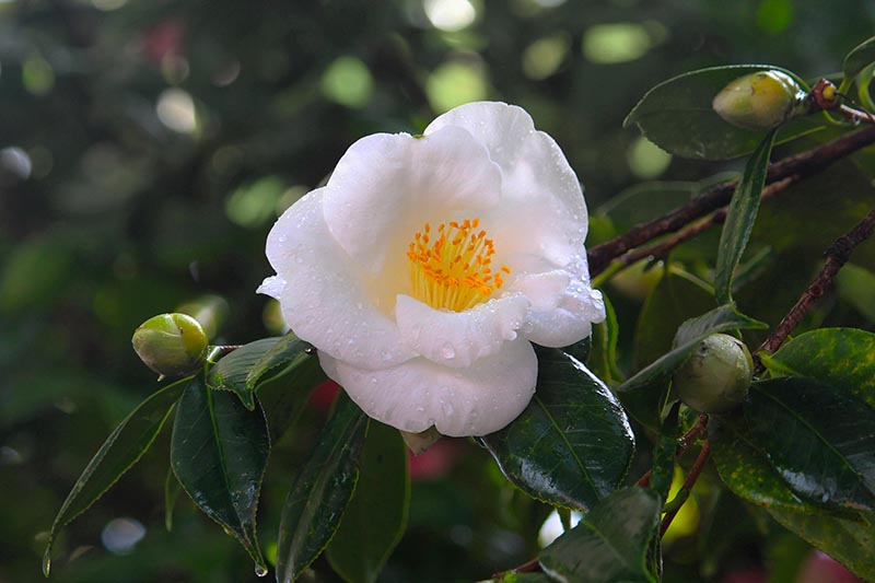 A close up horizontal image of white Camellia japonica flower with water droplets on the petals and foliage.