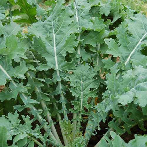 A close up square image of 'White Russian' kale growing in the garden.