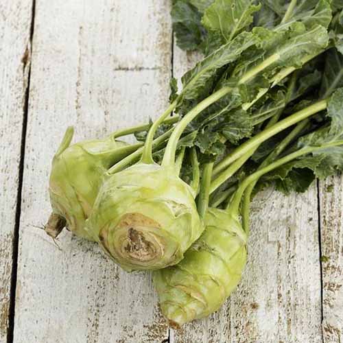 A close up square image of freshly harvested 'White Vienna' kohlrabi set on a wooden surface.