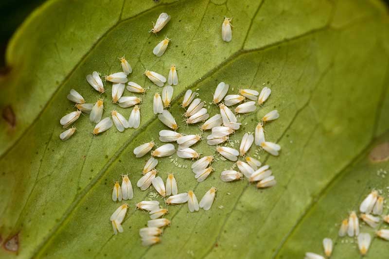 A close up horizontal image of whiteflies on the underside of a leaf.