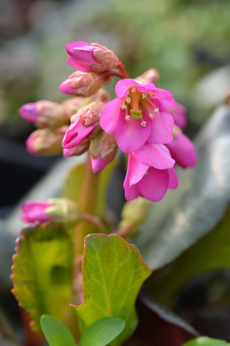 A close up vertical image of the pink flowers of 'Winterglut' elephant's ear pictured on a soft focus background.
