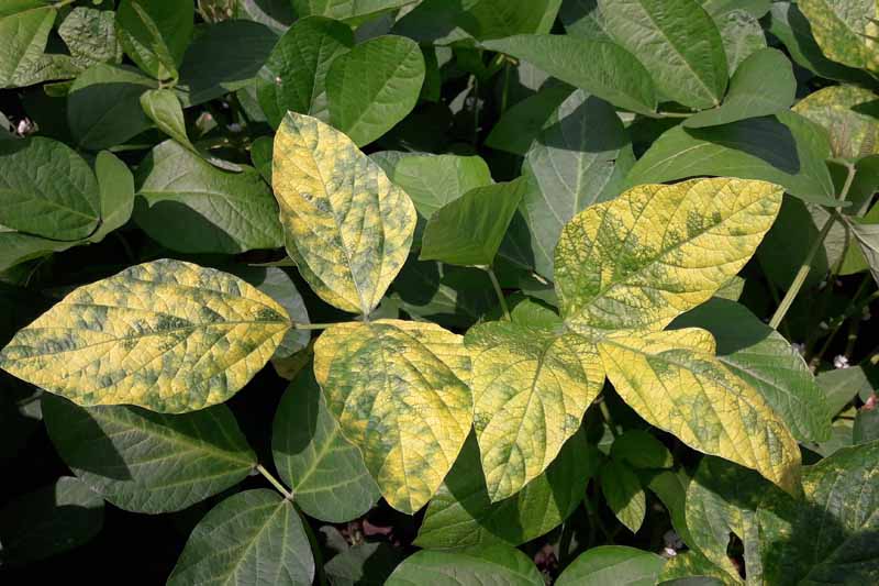A close up horizontal image of a plant suffering from a viral condition that causes yellowing leaves pictured in bright sunshine.