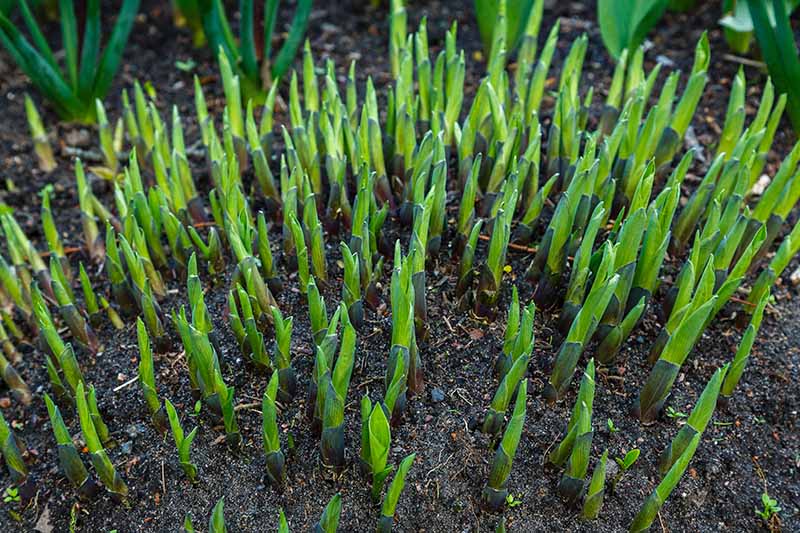 A close up horizontal image of young hosta plants pushing through rich soil in spring.