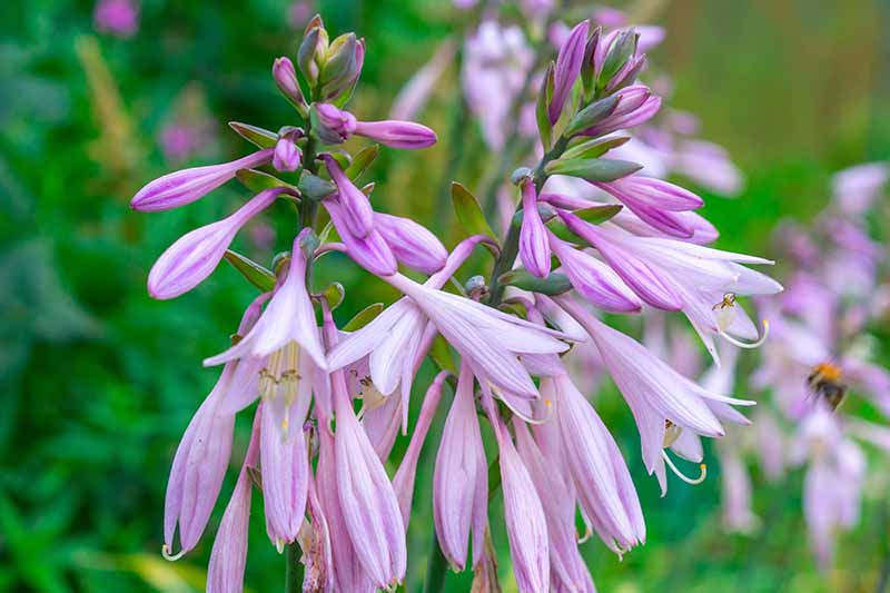 A close up horizontal image of purple flowers growing on tall stalks pictured on a soft focus background.