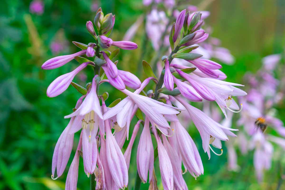 A close up horizontal image of purple flowers growing on tall stalks pictured on a soft focus background.