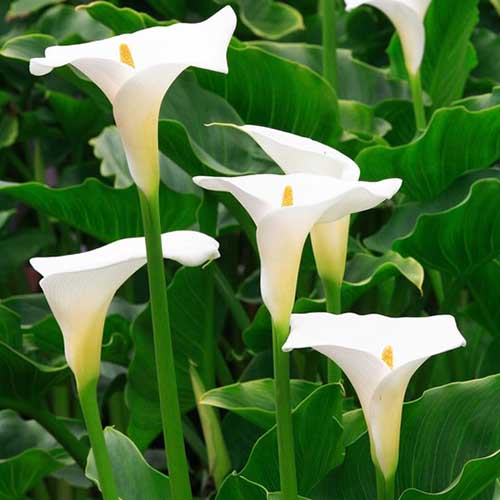 A close up square image of creamy white Zantedeschia aethiopica flowers growing in the garden surrounded by deep green foliage.