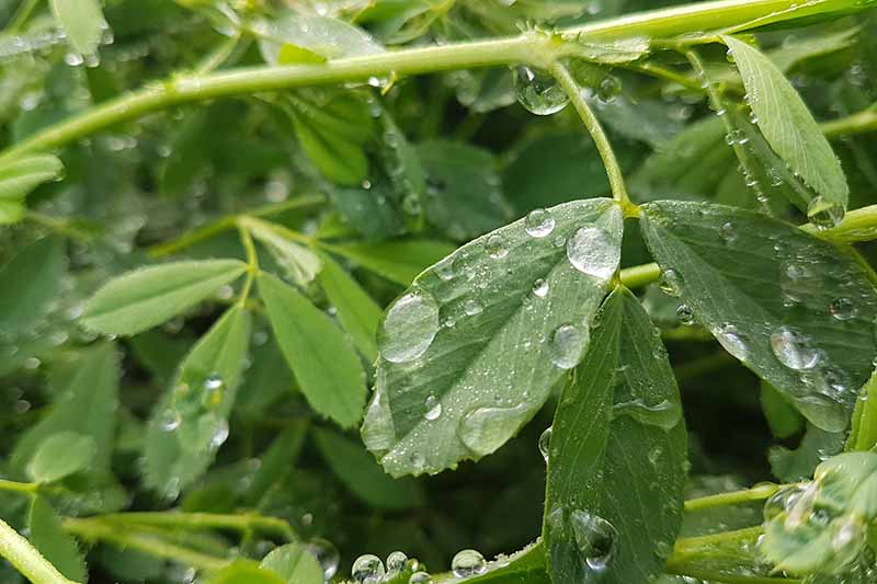A close up horizontal image of alfalfa growing in the garden with the foliage covered in droplets of water.