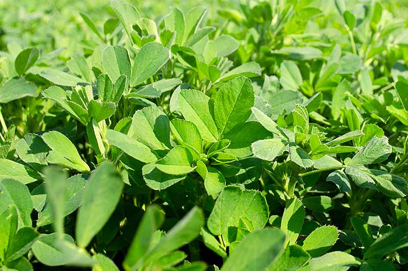 A close up horizontal image of a field of alfalfa growing in the spring sunshine.