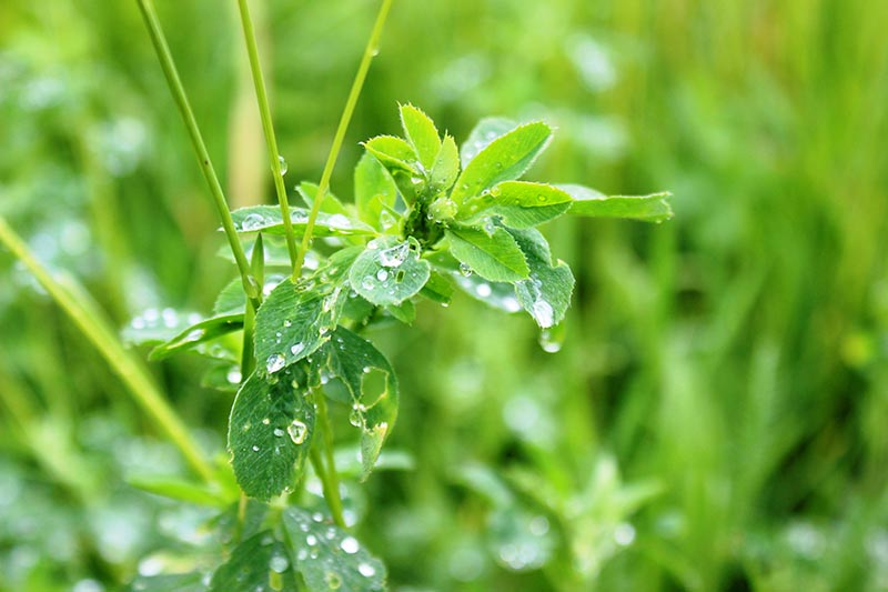 A close up horizontal image of lucerne growing in the garden pictured with water droplets on the foliage pictured on a soft focus background.