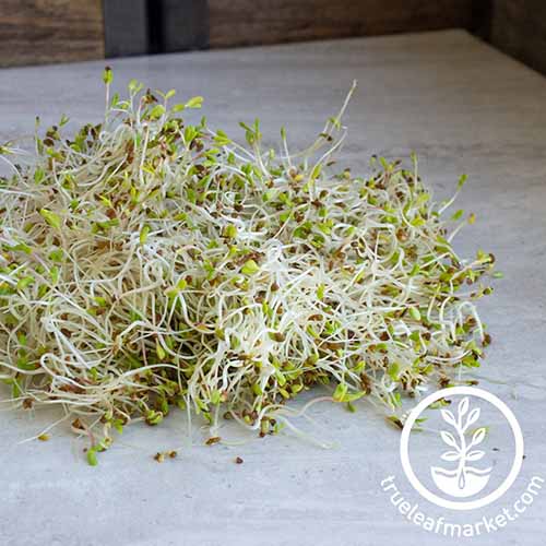 A close up square image of a pile of alfalfa sprouts on a dark gray surface. To the bottom right of the frame is a white circular logo with text.