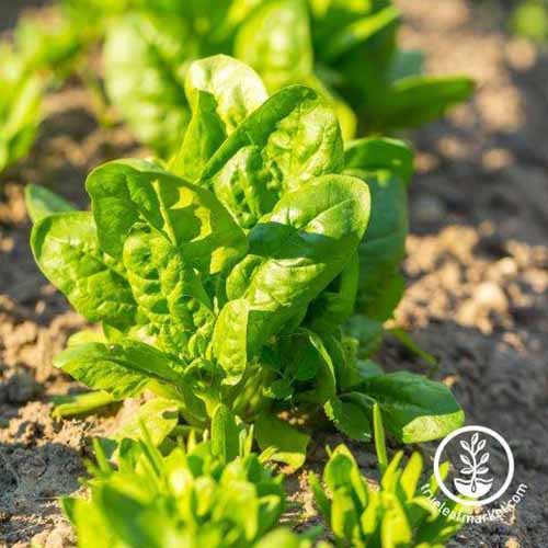 A close up square image of a row of 'America' spinach pictured in light sunshine. To the bottom right of the frame is a white circular logo with text.