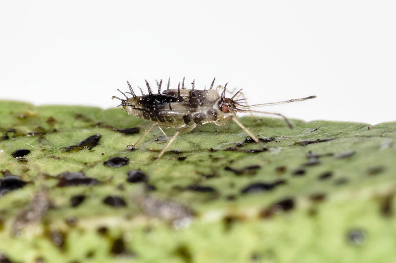 A close up horizontal image of a lace bug on a leaf on a soft focus background.