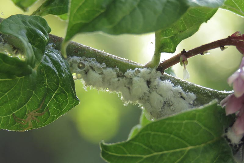 A close up horizontal image of a branch of a tree infested with woolly aphids (Eriosoma lanigerum) on a soft focus background.