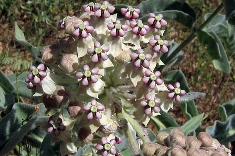 A close up horizontal image of a Asclepias eriocarpa flower growing in the garden pictured on a soft focus background.