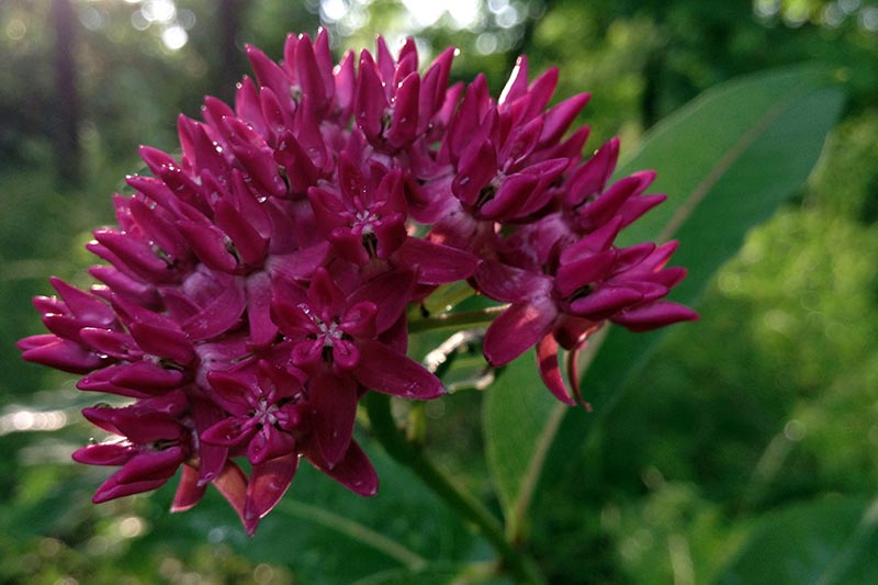 A close up horizontal image of a dark pink Asclepias purpurascens flower growing in the garden pictured on a soft focus background.