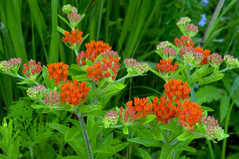 A close up horizontal image of red butterflyweed growing in the garden pictured on a soft focus background.