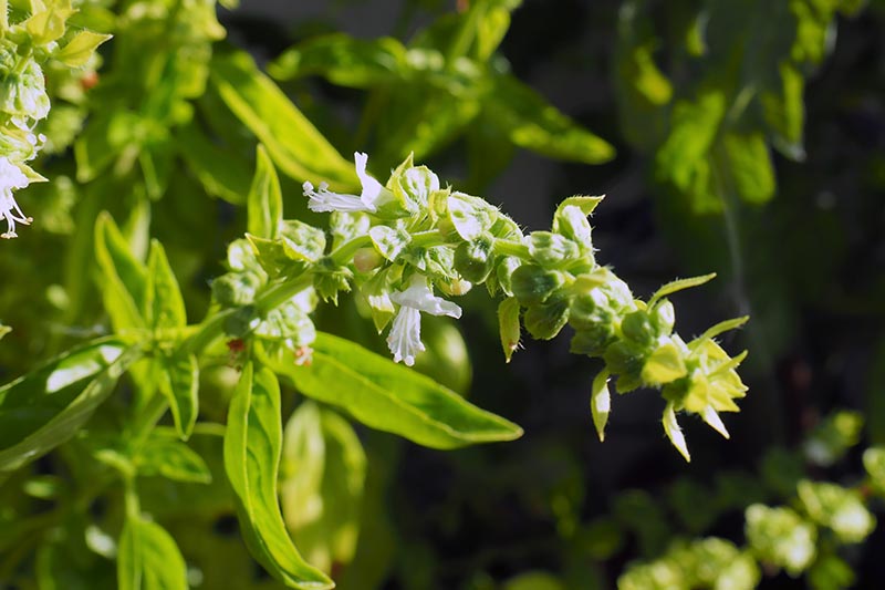 A close up horizontal image of a basil plant with small white flowers pictured in bright sunshine on a soft focus background.