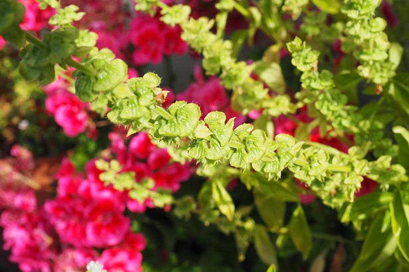 A close up horizontal image of a basil plant that has bolted and is starting to set seed pods, pictured in bright sunshine with pink flowers in soft focus in the background.