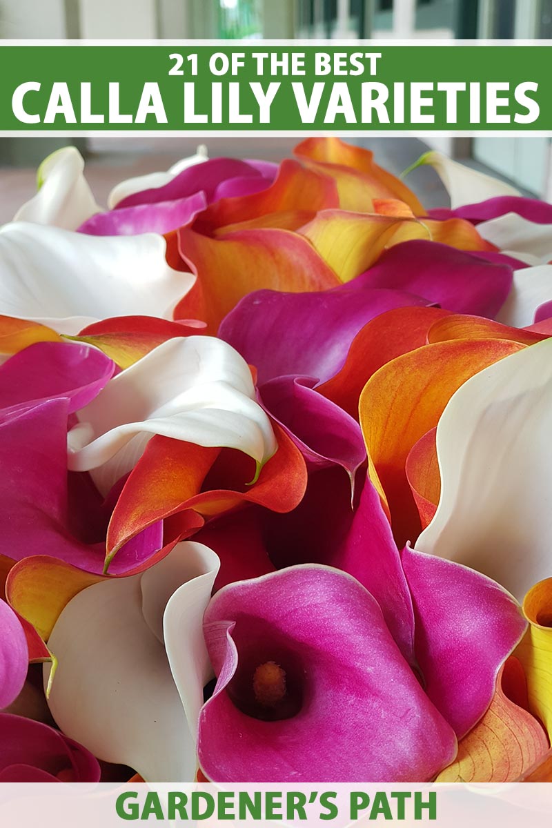 A close up vertical image of different colored calla lilies in a large bouquet. To the top and bottom of the frame is green and white printed text.