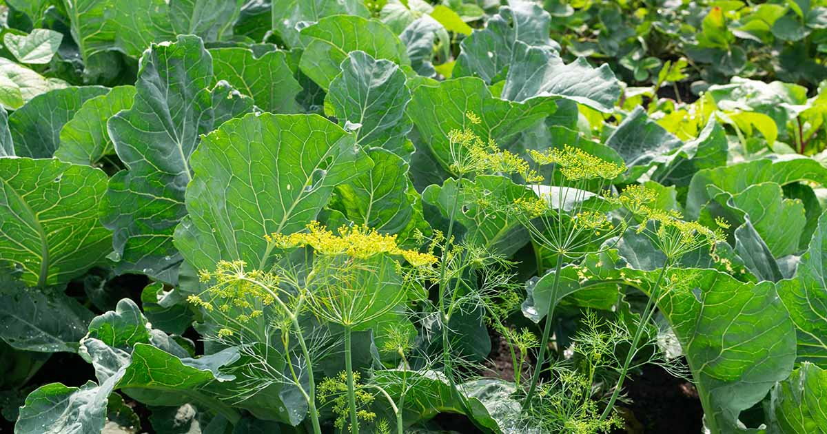 Image of Cauliflower and nasturtiums companion planting