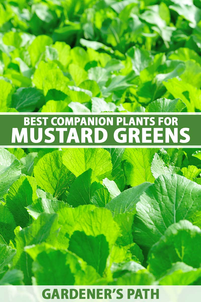 A close up vertical image of mustard greens growing in the garden pictured in bright sunshine. To the center and bottom of the frame is green and white printed text.