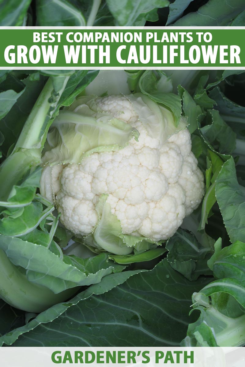 A close up vertical image of a cauliflower head developing surrounded by green foliage. To the top and bottom of the frame is green and white printed text.