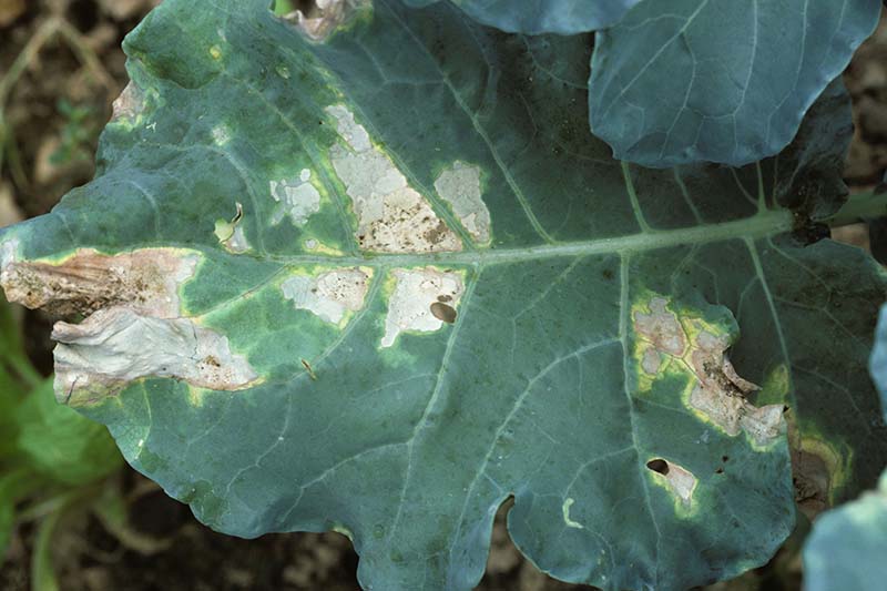 A close up horizontal image of cabbage leaves showing lesions known as black rot, caused by Xanthomonas campestris.