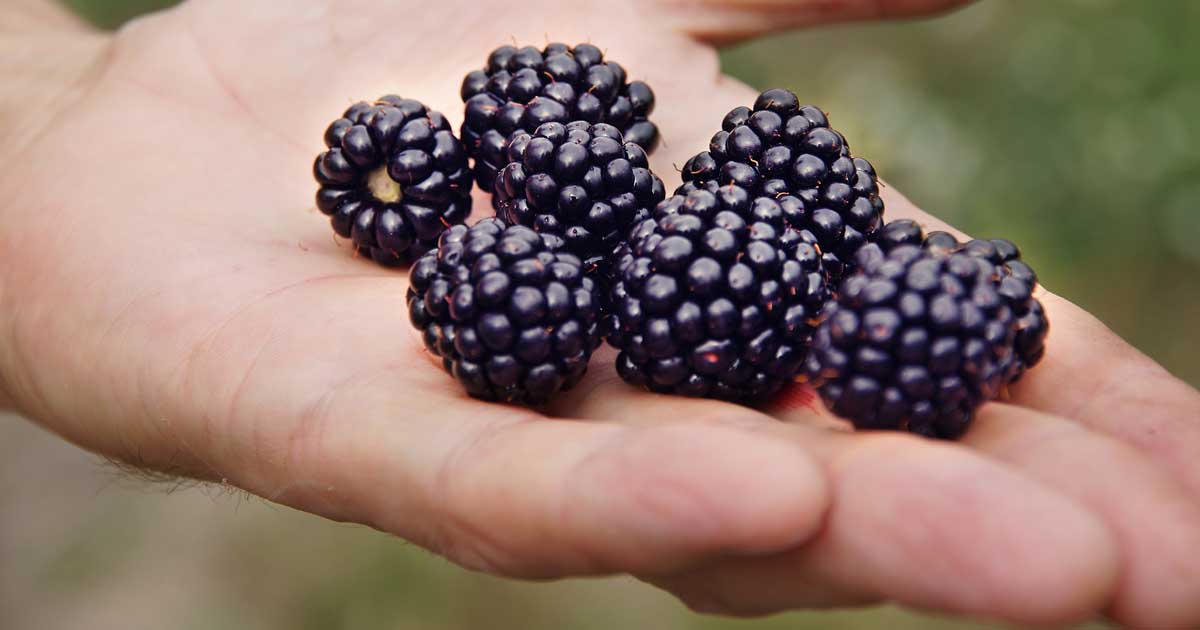 Blackberry Growing Guides, Tips, and Information | Gardener's Path