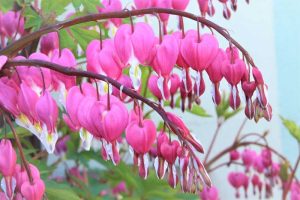 Close up of pink bleeding heart flowers in bloom.