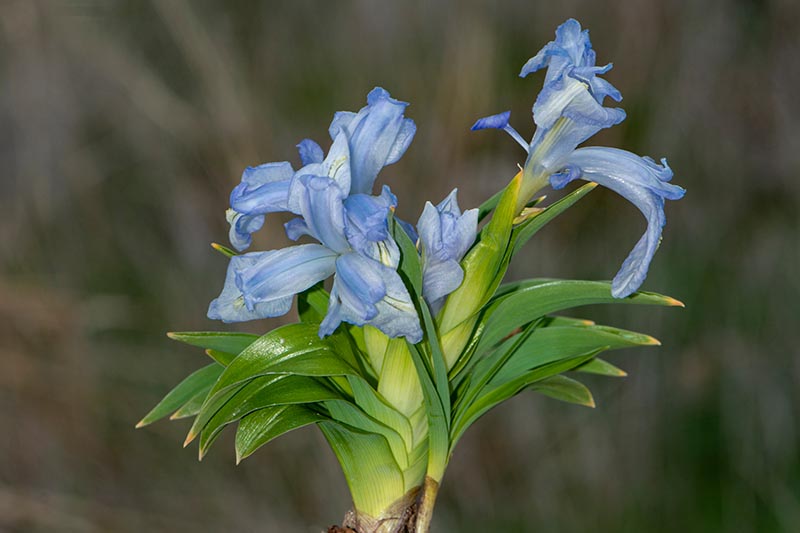 A close up horizontal image of light blue Iris aucheri flower growing in the garden pictured on a soft focus background.