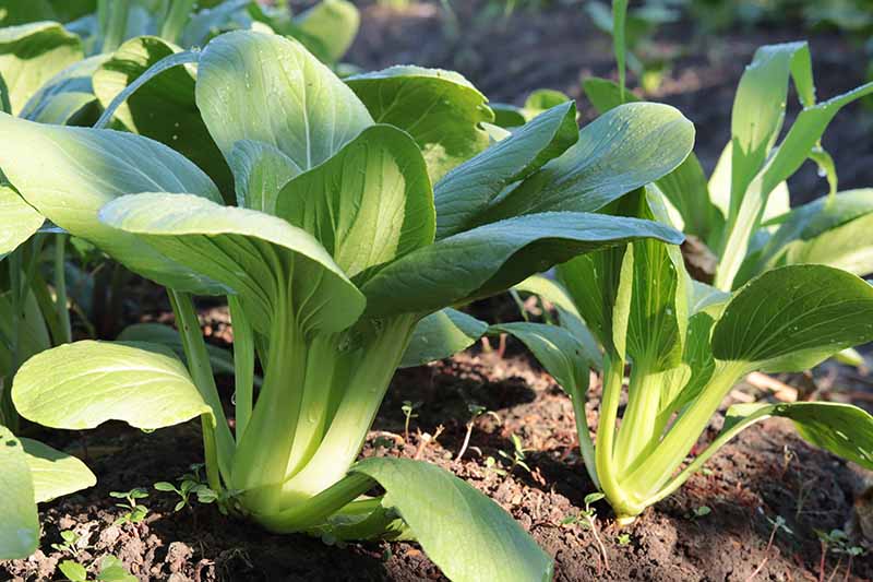 A close up horizontal image of bok choy growing in the garden pictured in light sunshine.