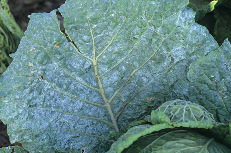 A close up horizontal image of a brussels sprout leaf suffering from powdery mildew.