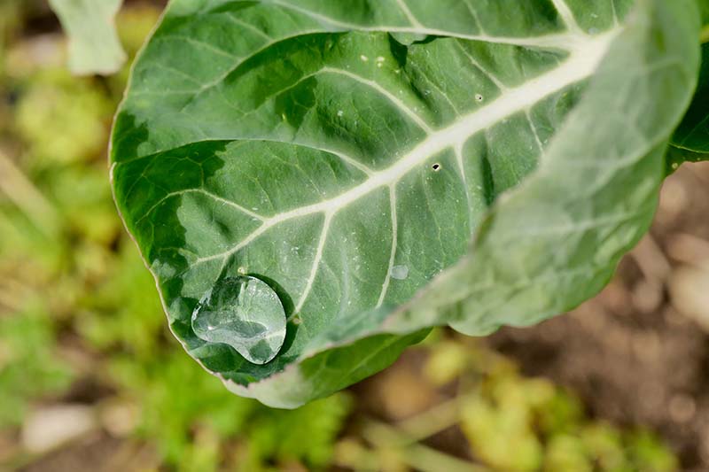 A close up horizontal image of a brassica leaf with a small droplet of water pictured in light sunshine on a soft focus background.